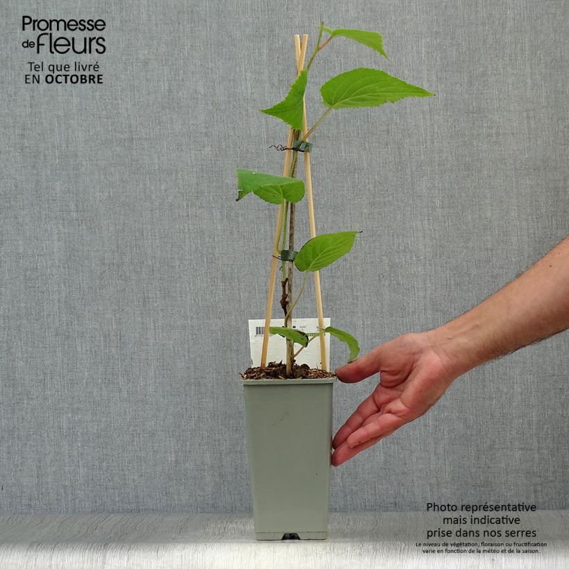 Spécimen de Kiwi Jenny (autofertile) - Actinidia deliciosa tel que livré en automne
