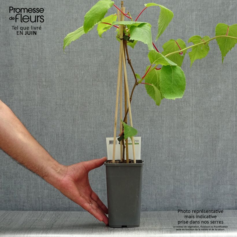 Spécimen de Kiwi Jenny (autofertile) - Actinidia deliciosa Pot de 1,5L/2L tel que livré en été