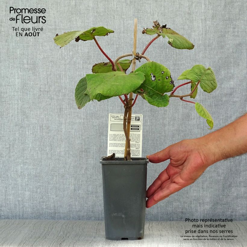 Spécimen de Kiwi Jenny (autofertile) Bio Pot de 1,5L/2L tel que livré en été