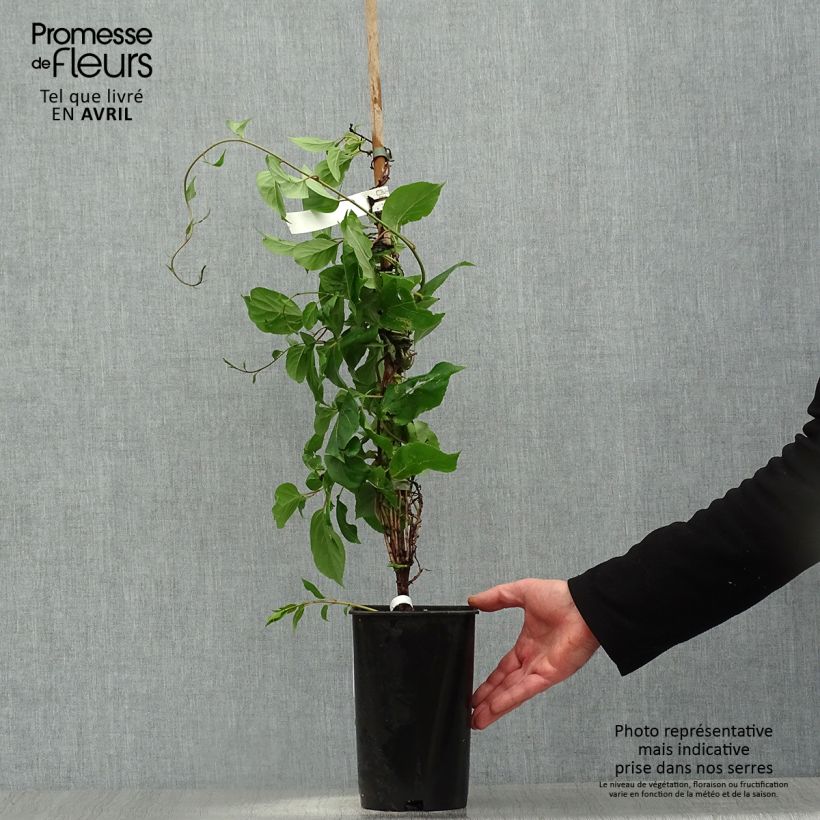 Spécimen de Kiwi arguta Bingo (femelle) - Kiwaï - Actinidia arguta Pot de 2L/3LHauteur livrée env. 60/70cm tel que livré au printemps