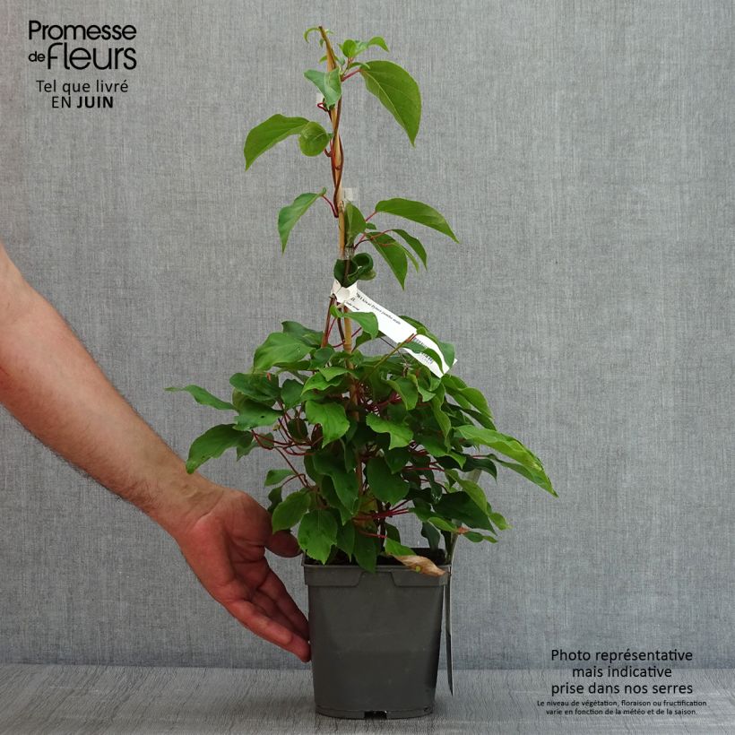 Spécimen de Kiwai Prince Jumbo (mâle) - Actinidia arguta Pot de 1,5L/2L tel que livré en été