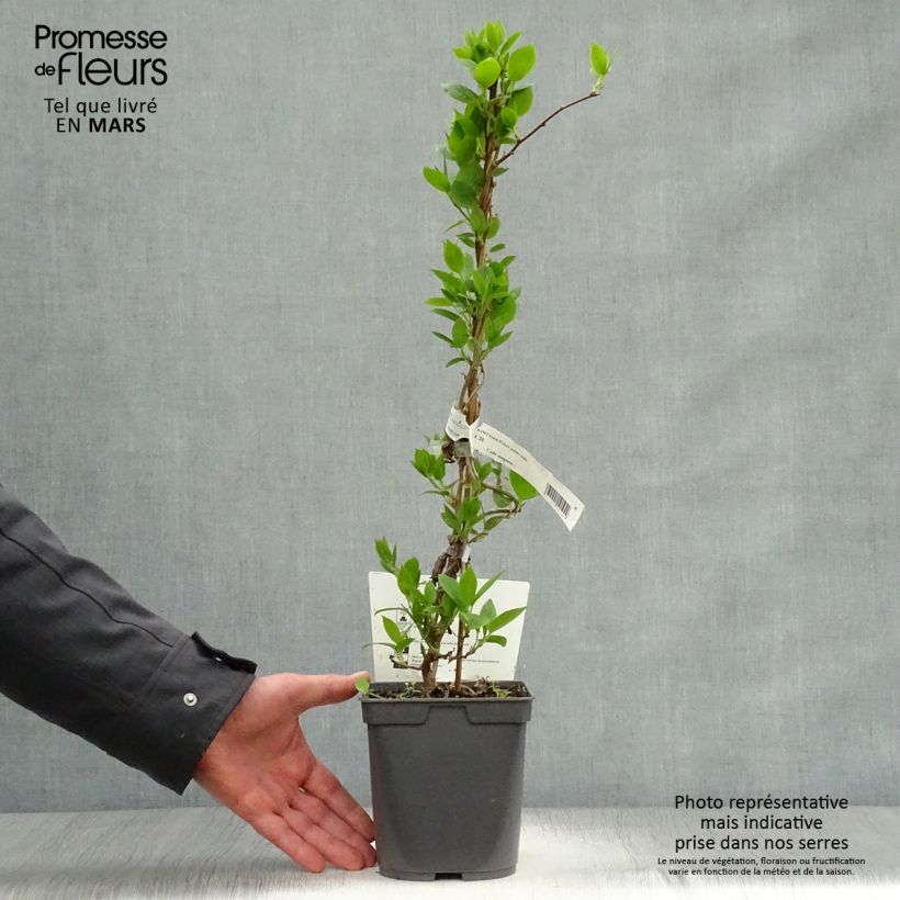 Spécimen de Kiwai Prince Jumbo (mâle) - Actinidia arguta Pot de 1,5L/2LHauteur livrée env. 30/40cm tel que livré au printemps
