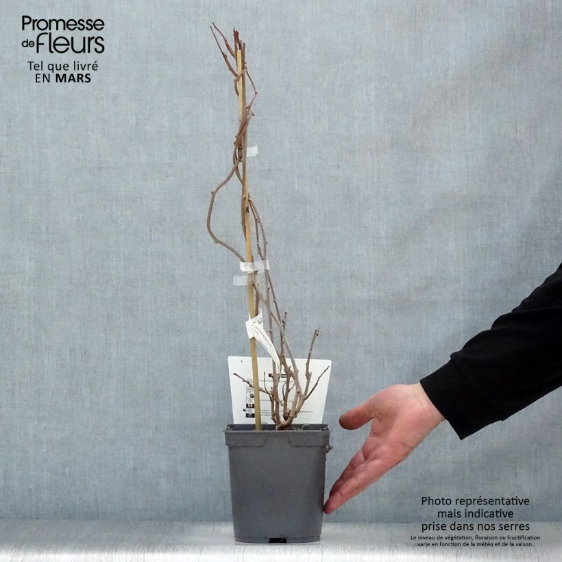 Spécimen de Kiwai femelle Red Jumbo - Actinidia arguta Pot de 1,5L/2LHauteur livrée env. 30/40cm tel que livré au printemps