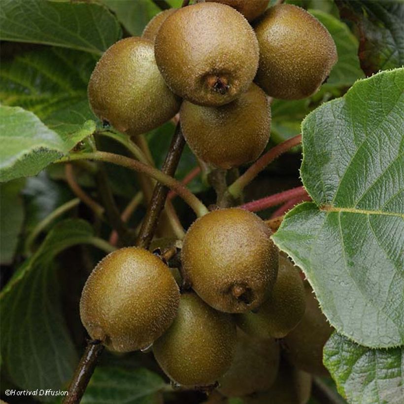 Kiwi jaune Minkigold femelle - Actinidia chinensis (Récolte)