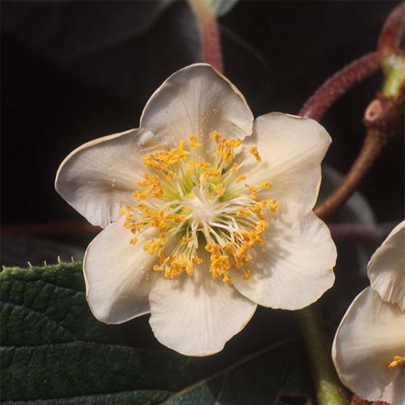 Kiwi jaune Minkimale mâle - Actinidia chinensis (Floraison)