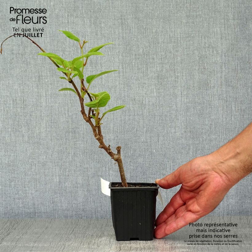 Spécimen de Kiwi Solissimo (autofertile) - Actinidia deliciosa Godet de 8/9 cm tel que livré en été