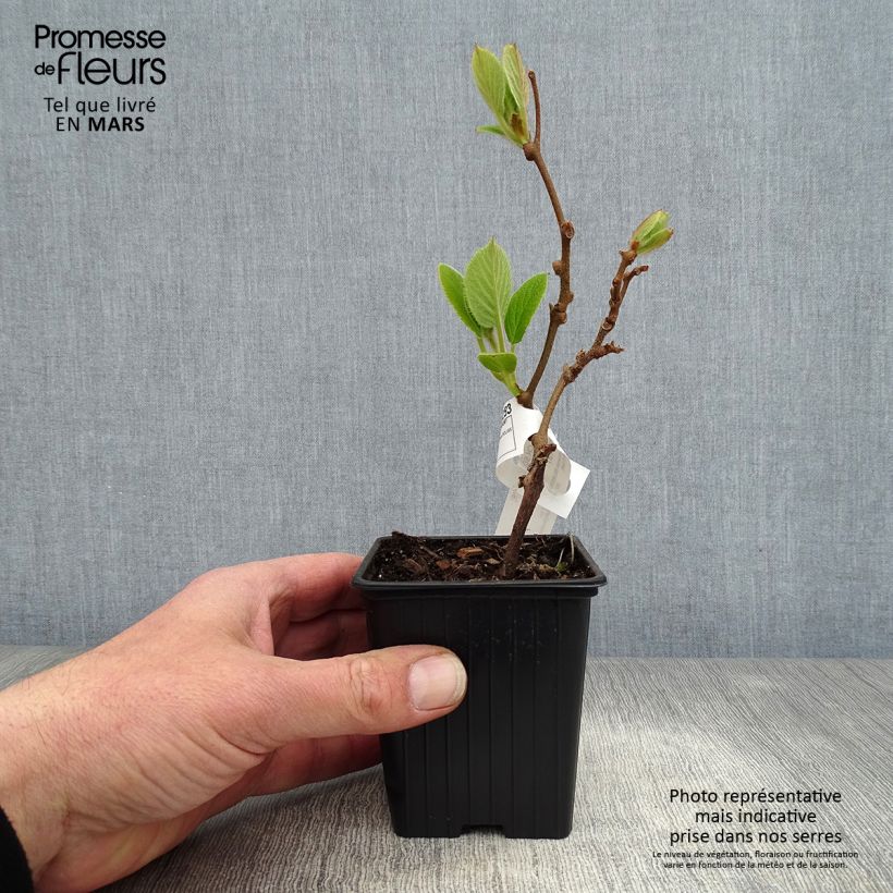Spécimen de Kiwi Solissimo (autofertile) - Actinidia deliciosa Godet de 8/9 cmHauteur livrée env. 10/15cm tel que livré au printemps