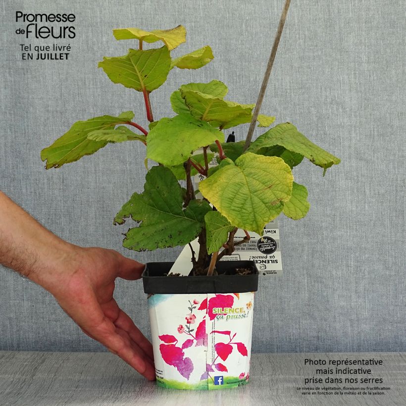 Spécimen de Kiwi Solissimo (autofertile) - Actinidia deliciosa Pot de 1L/1,5L tel que livré en été