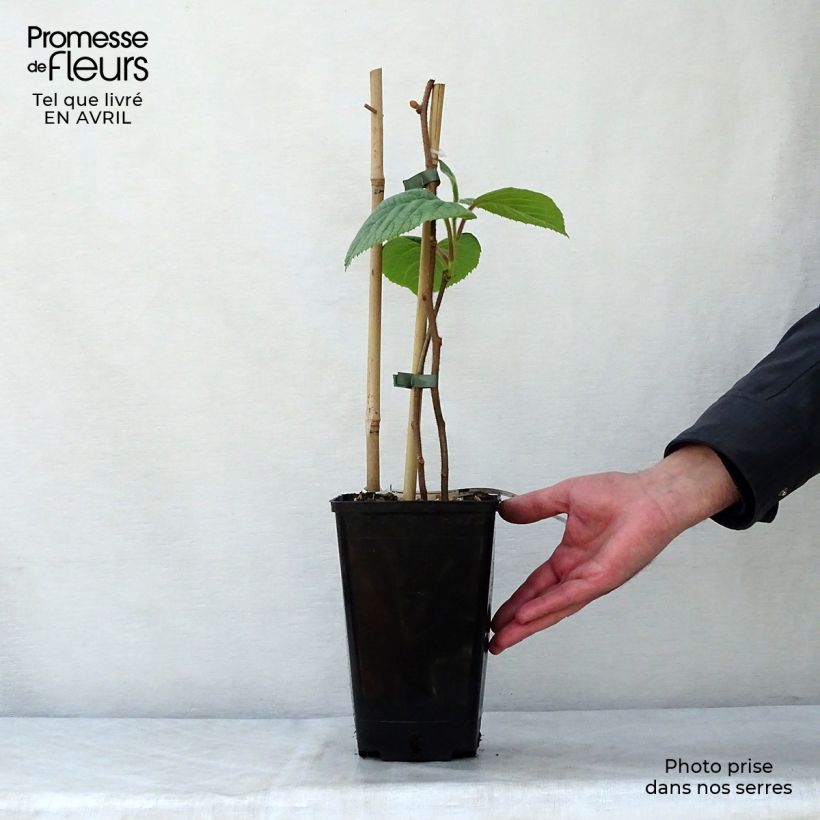 Spécimen de Kiwi Solissimo (autofertile) - Actinidia deliciosa Pot de 1L/1,5LHauteur livrée env. 30/40cm tel que livré au printemps
