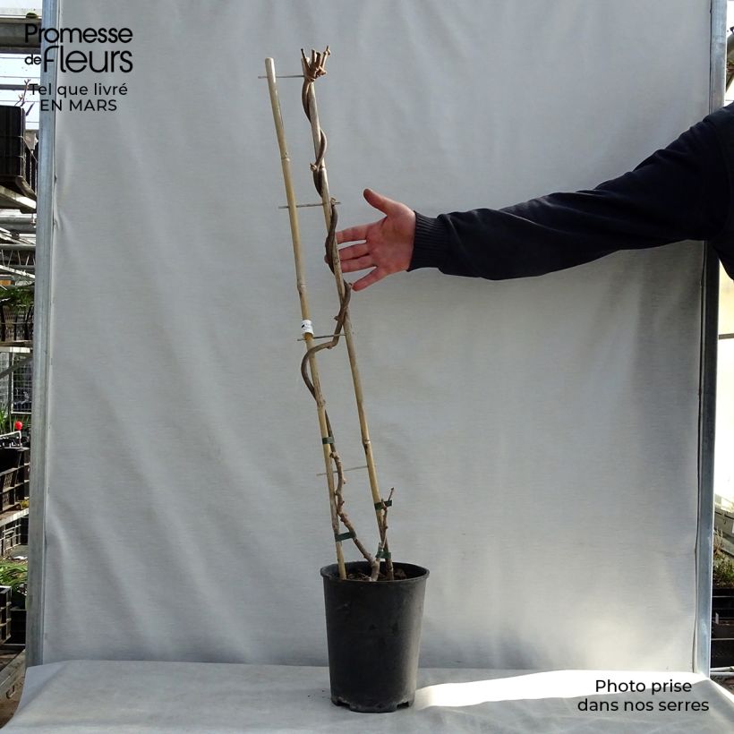 Spécimen de Kiwi Solissimo (autofertile) - Actinidia deliciosa Pot de 4L/5L, palisséHauteur livrée env. 80/100cm tel que livré au printemps