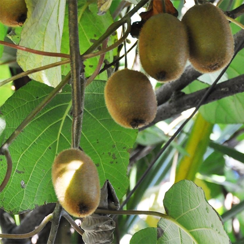 Kiwi Tomuri (mâle) Bio (Récolte)