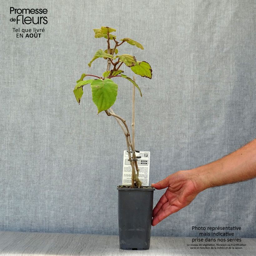 Spécimen de Kiwi Tomuri (mâle) Bio Pot de 1,5L/2L tel que livré en été