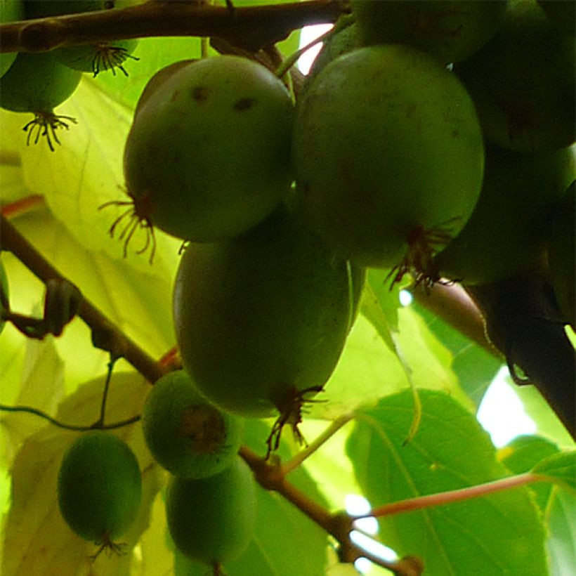 Kiwi arguta Bayern (femelle) - Kiwaï (Récolte)