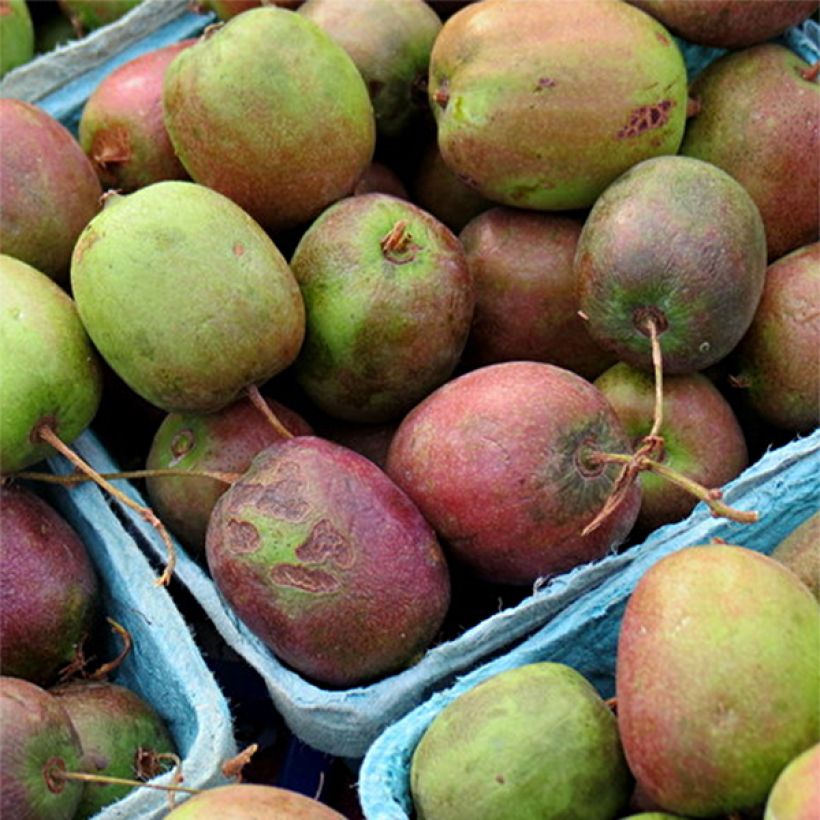 Kiwi arguta Geneva (femelle) - Kiwaï - Actinidia arguta (Récolte)