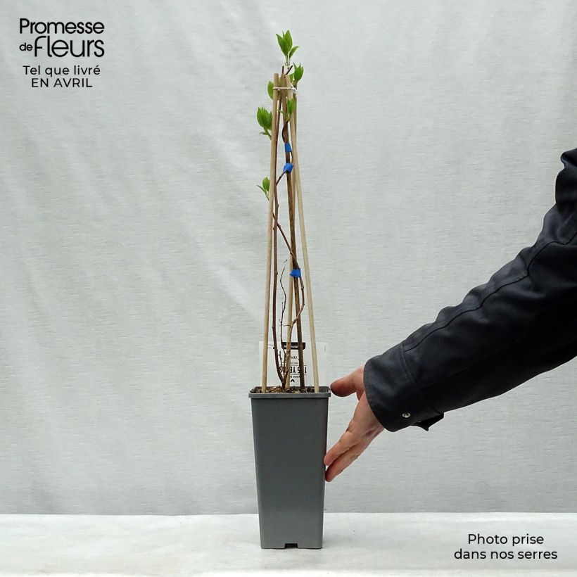 Spécimen de Kiwi arguta Geneva (femelle) - Kiwaï - Actinidia arguta Pot de1.5L/2L tel que livré au printemps