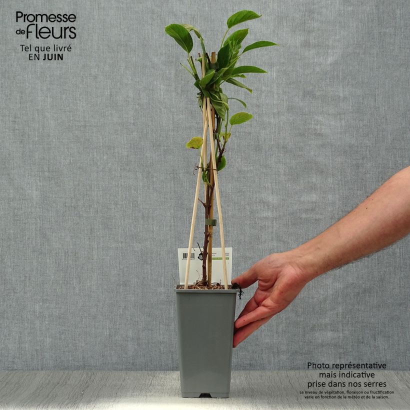 Spécimen de Kiwi arguta Geneva (femelle) - Kiwaï - Actinidia arguta Pot de 1,5L/2L tel que livré en été