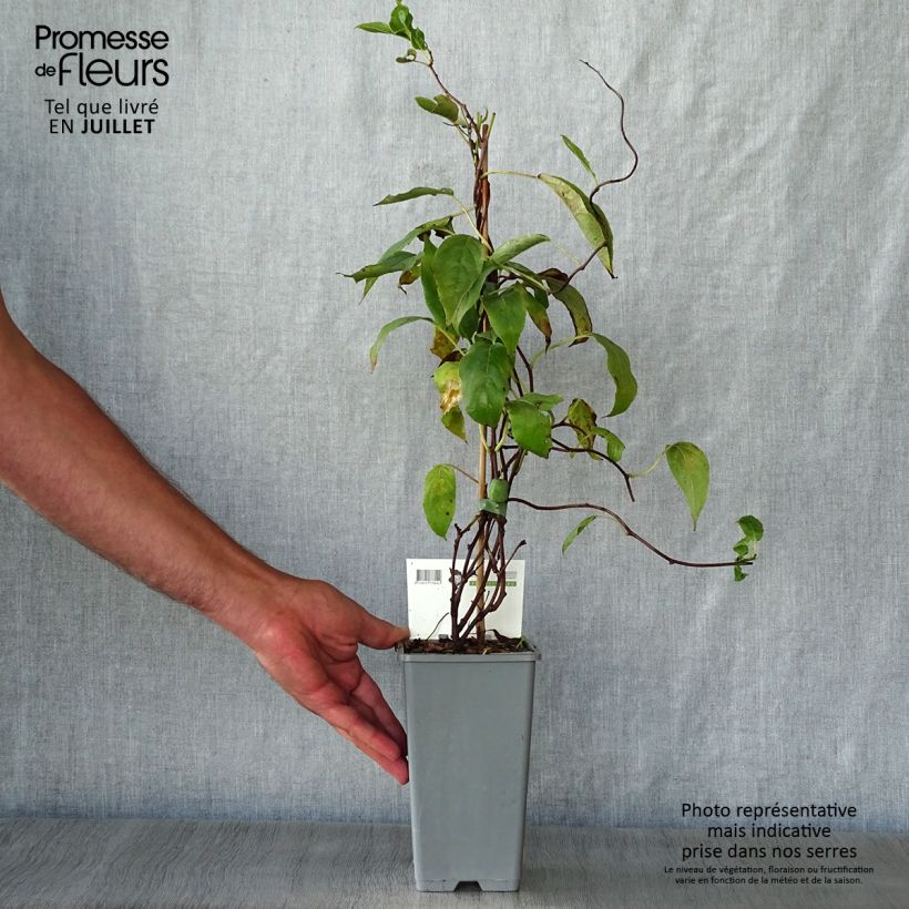 Spécimen de Kiwi arguta Issai (autofertile) - Kiwaï - Actinidia arguta Pot de 1,5L/2L tel que livré en été