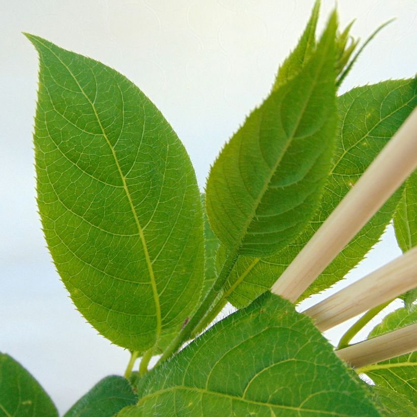 Kiwi arguta Issai (autofertile) - Kiwaï - Actinidia arguta (Feuillage)