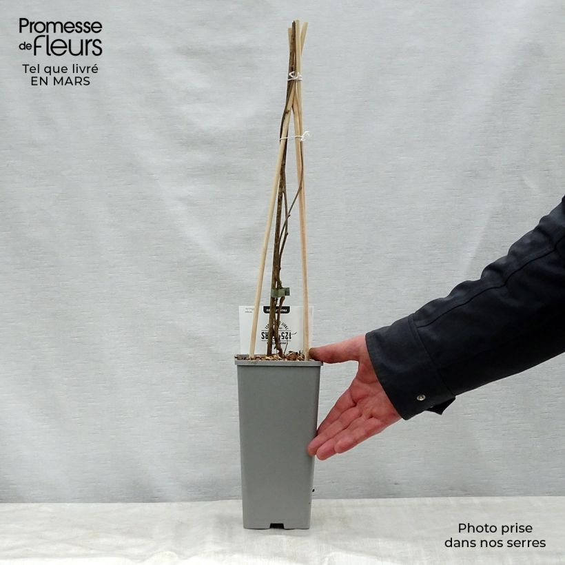 Spécimen de Kiwi arguta Issai (autofertile) - Kiwaï - Actinidia arguta Pot de 1,5L/2LHauteur livrée env. 30/40cm tel que livré au printemps