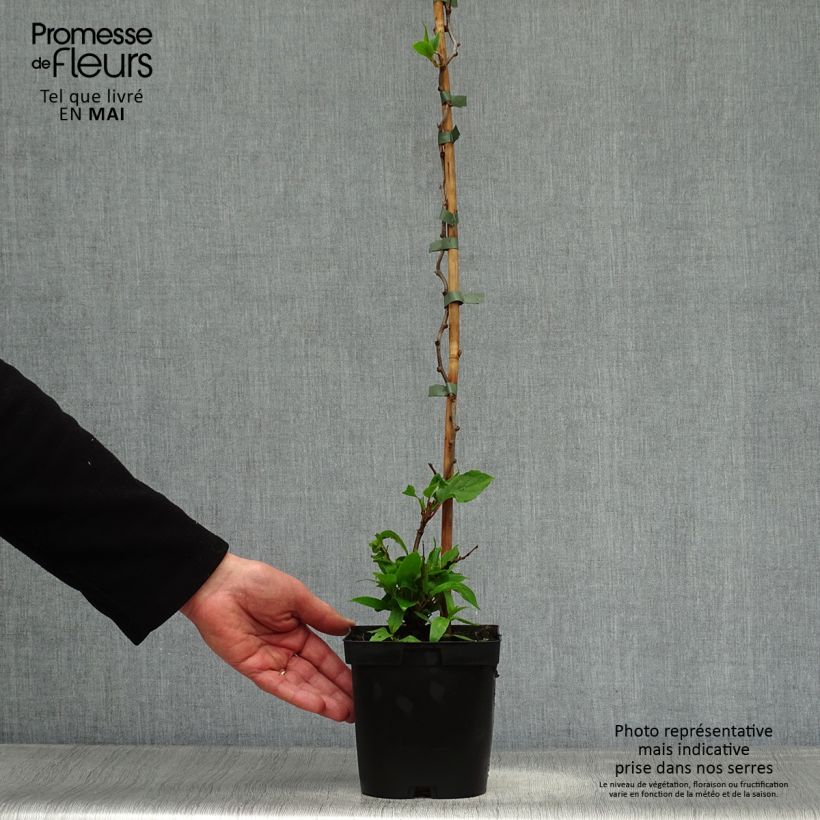 Spécimen de Kiwi arguta Ken's Red (femelle) - Kiwai - Actinidia arguta Pot de 1,5L/2LHauteur livrée env. 40/60cm tel que livré au printemps