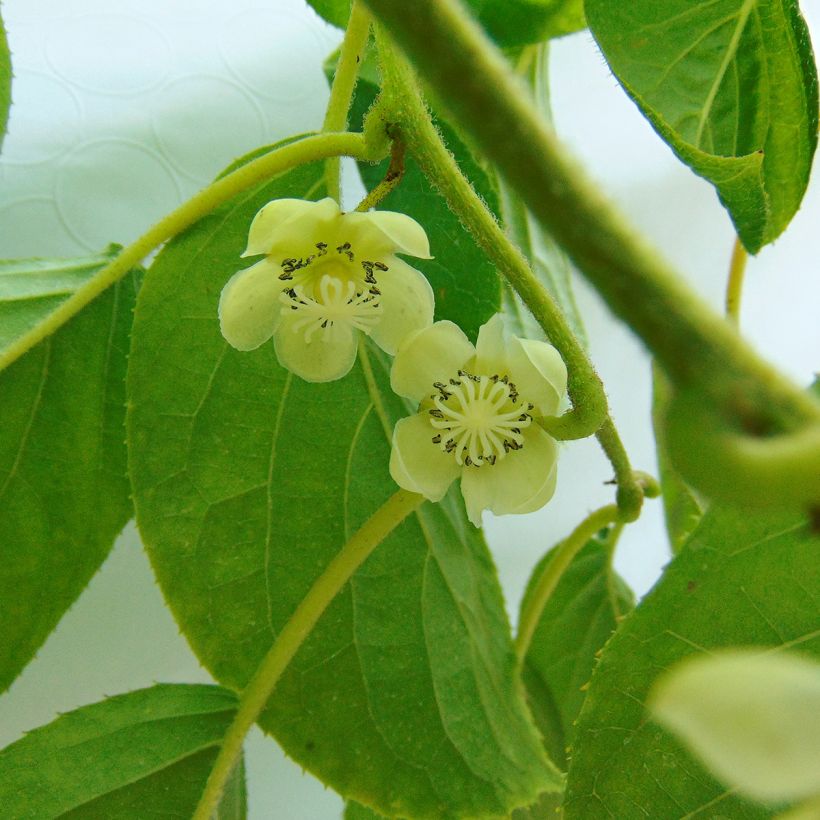 Kiwi arguta Kokuwa - Kiwaï (Floraison)