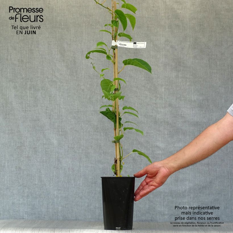 Spécimen de Kiwi arguta Kokuwa - Kiwaï Pot de 2L/3L tel que livré en été