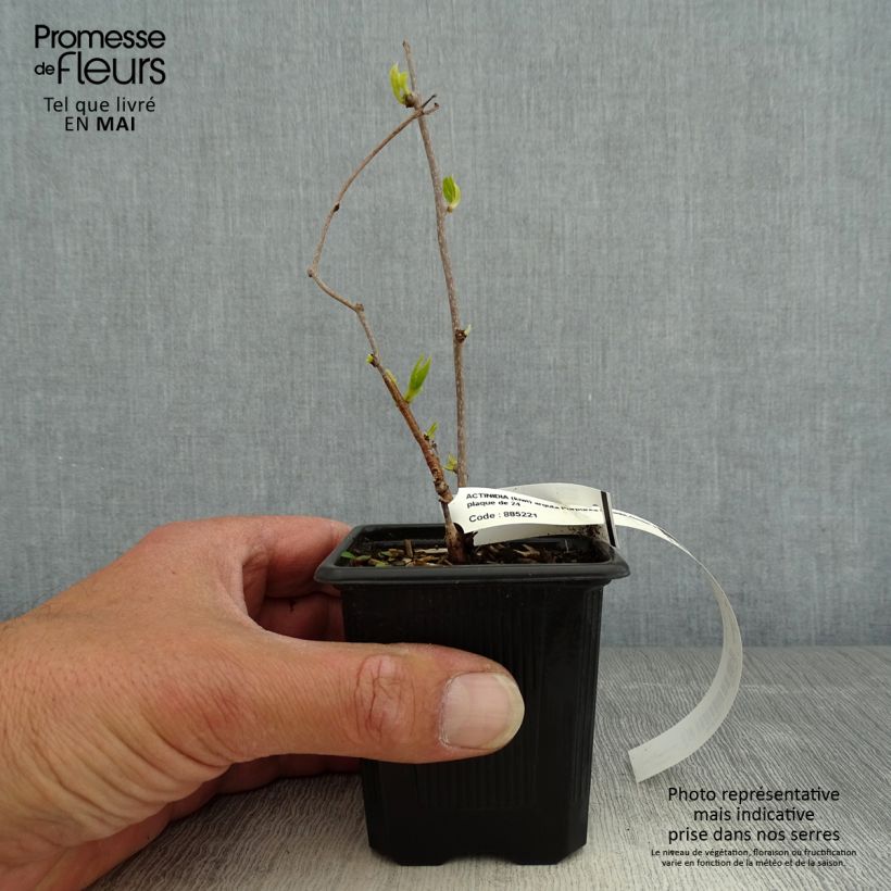 Spécimen de Kiwi arguta Purpurea (femelle) - Kiwaï en godet de 9cm tel que livré au printemps