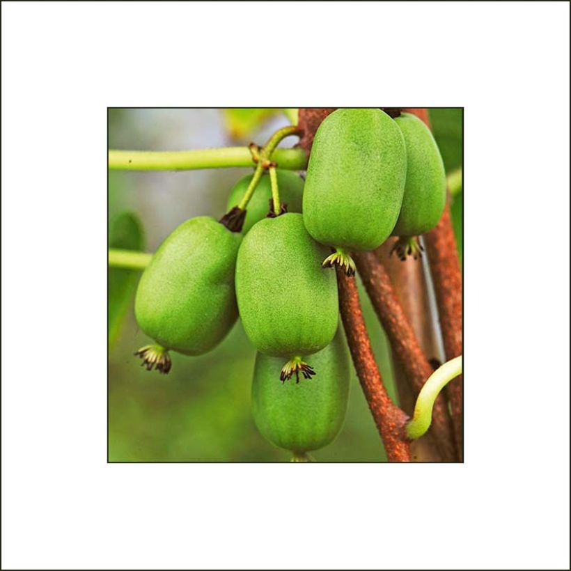 Kiwi arguta Vitikiwi - Kiwaï (Récolte)