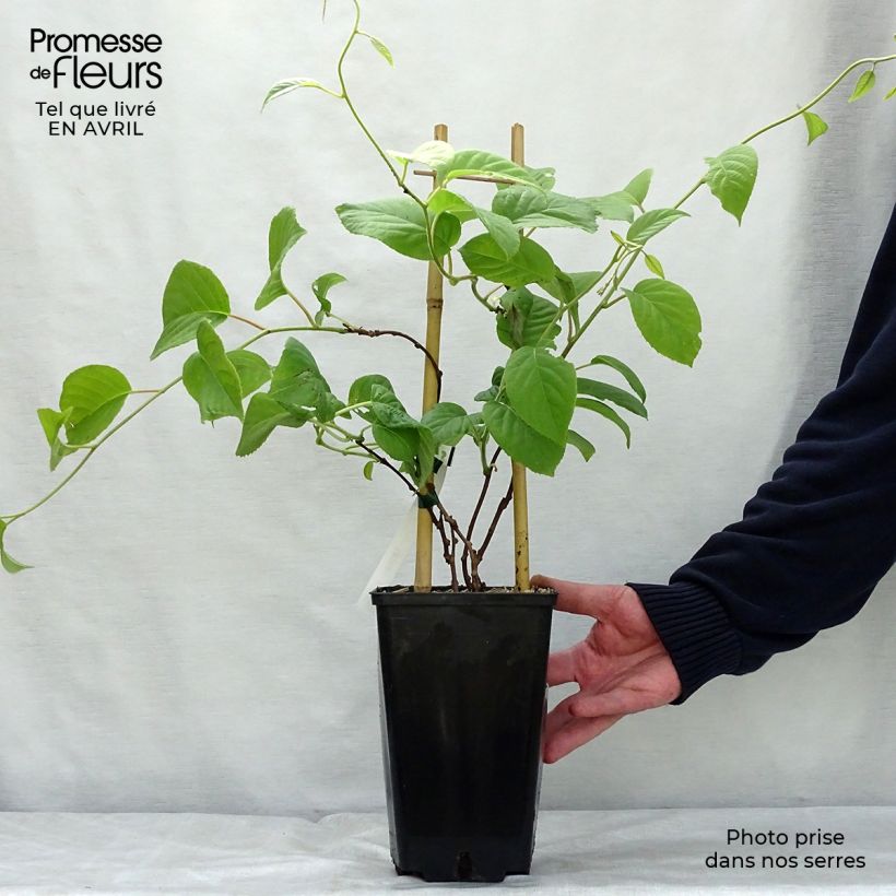 Spécimen de Kiwi arguta Vitikiwi - Kiwaï Pot de 2L/3L tel que livré au printemps