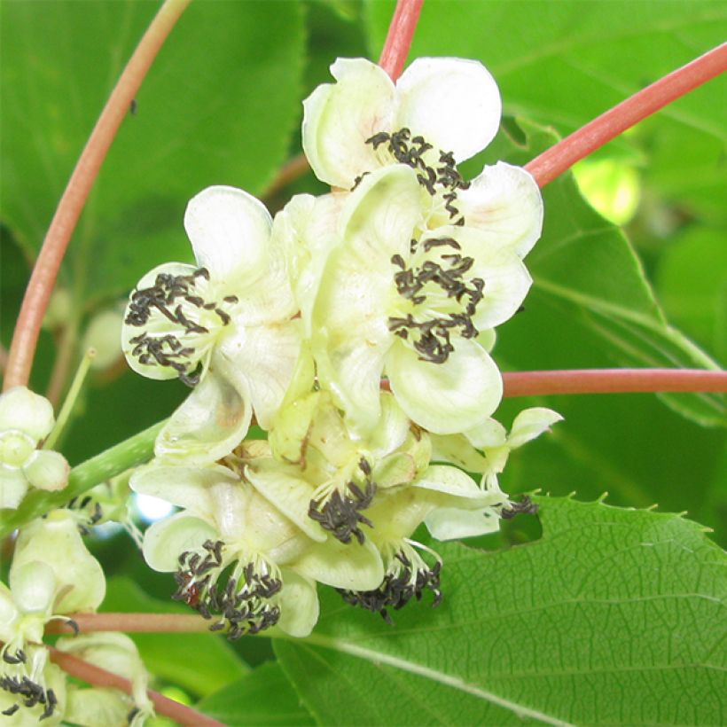 Kiwi arguta Weikii (mâle) - Kiwaï - Actinidia arguta (Floraison)