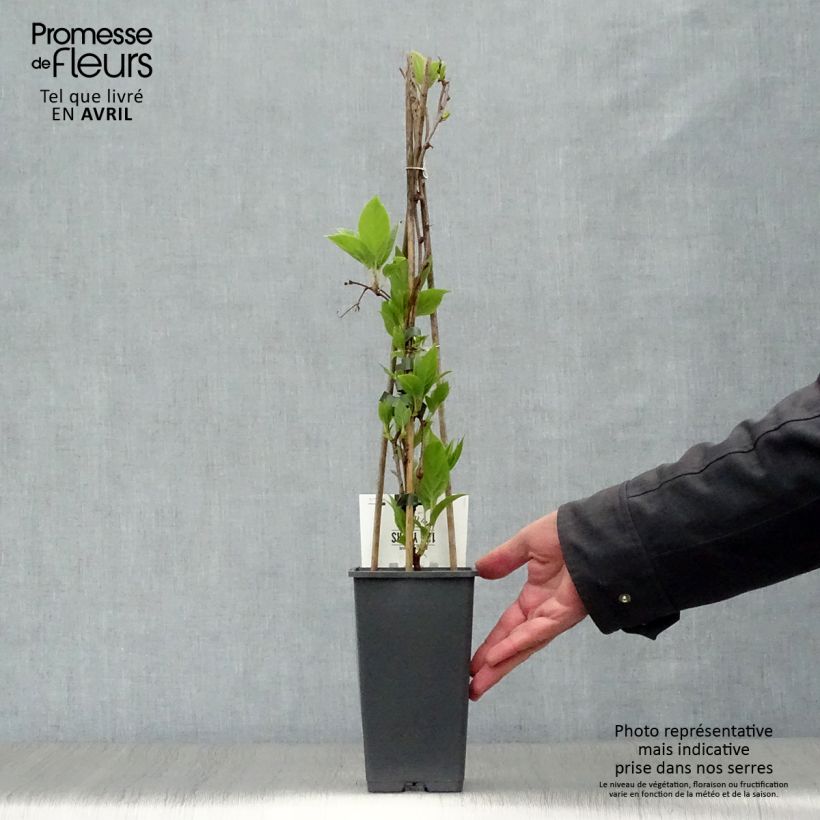 Spécimen de Kiwi arguta Weikii (mâle) - Kiwaï - Actinidia arguta Pot de1.5L/2L tel que livré au printemps
