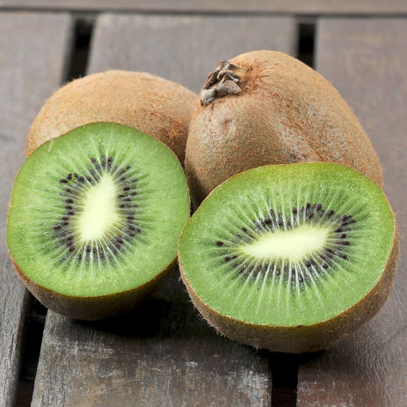 Kiwi autofertile Boskoop - Actinidia deliciosa (Récolte)