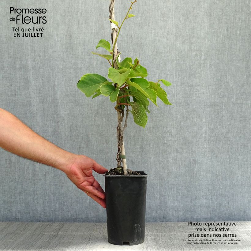 Spécimen de Kiwi autofertile Solo - Actinidia chinensis Pot de 3L/4L tel que livré en été