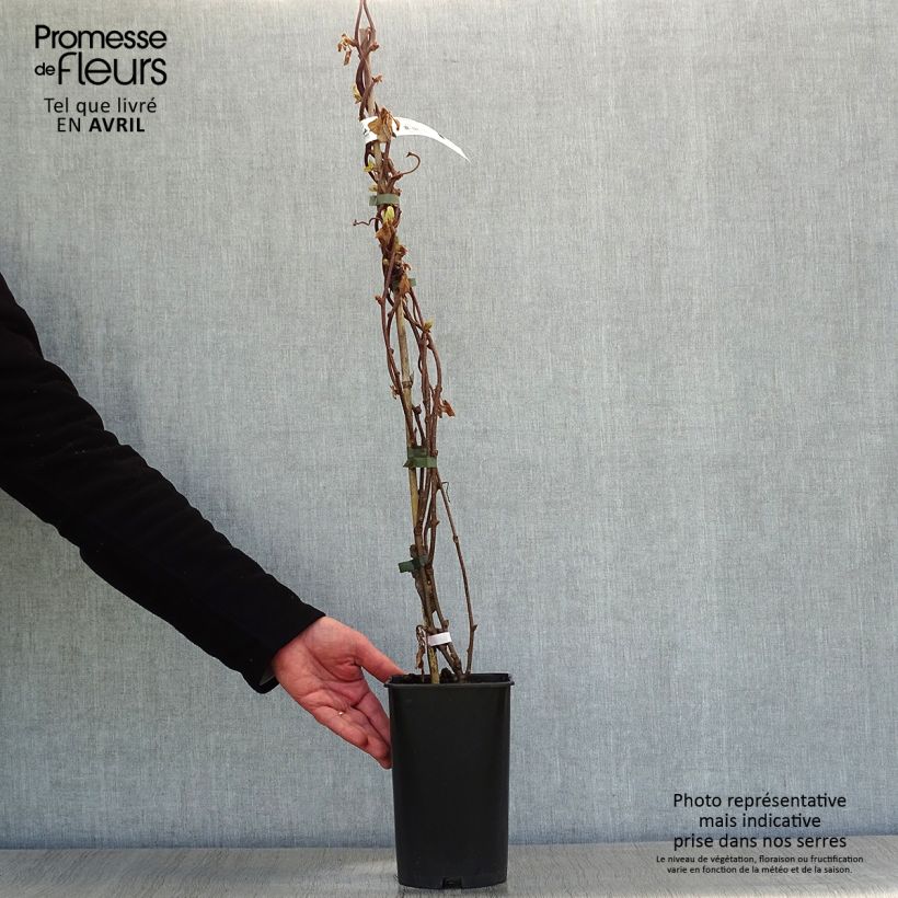Spécimen de Kiwi autofertile Solo - Actinidia chinensis Pot de 3L./4L. tel que livré au printemps