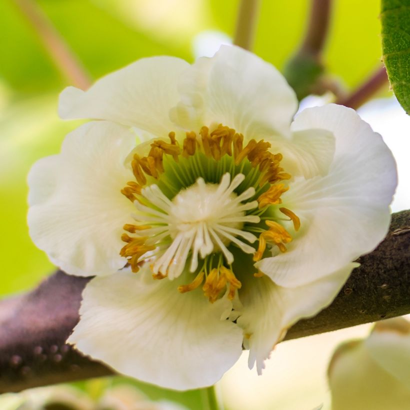 Kiwi autofertile Solo - Actinidia chinensis (Floraison)