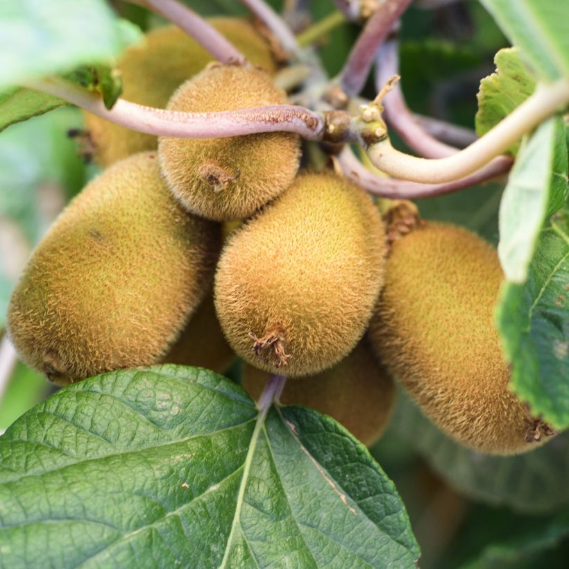 Kiwi autofertile Solo - Actinidia chinensis (Récolte)