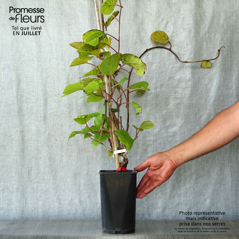 Spécimen de Kiwi deliciosa Montcap Pot de 2L/3L tel que livré en été