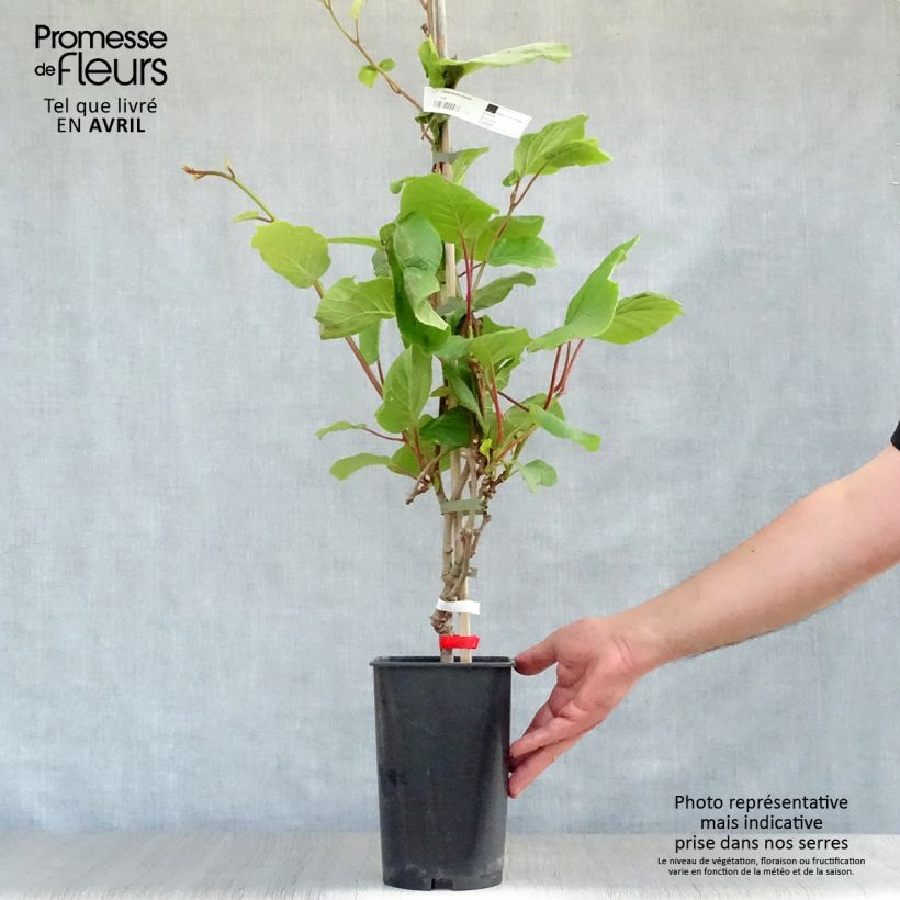 Spécimen de Kiwi Petite Homme (femelle) - Actinidia deliciosa Pot de 2L/3L tel que livré au printemps