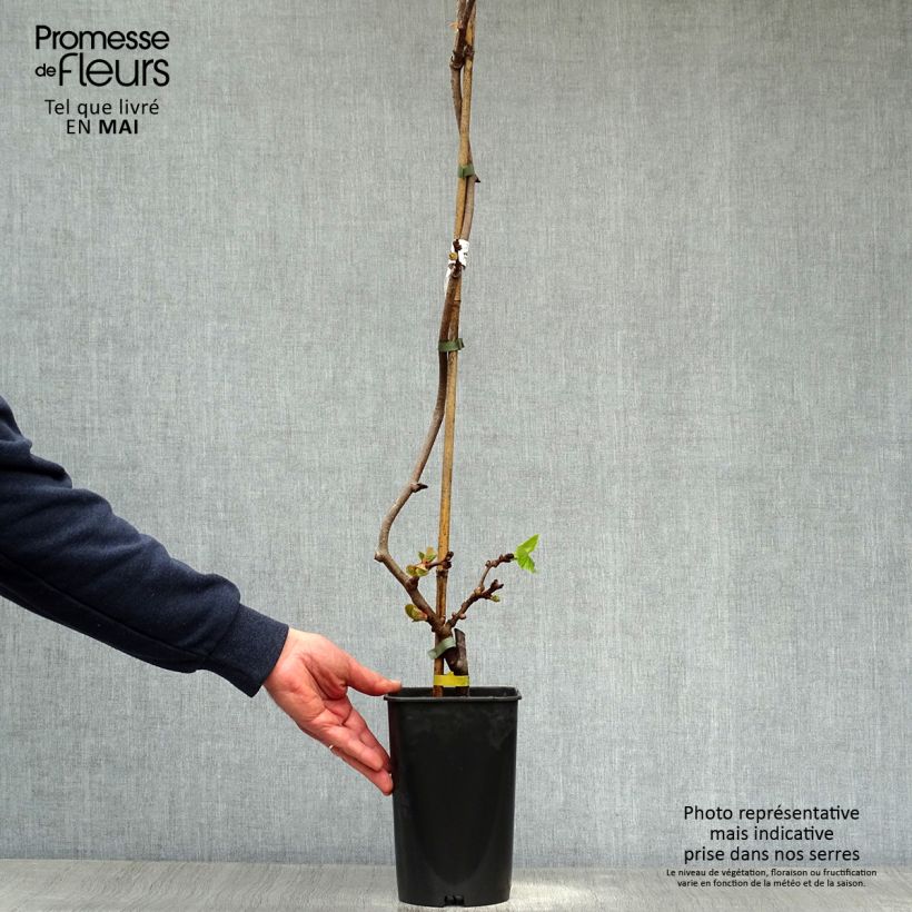 Spécimen de Kiwi femelle - Actinidia chinensis Bruno en pot de 1.5L/2L tel que livré au printemps