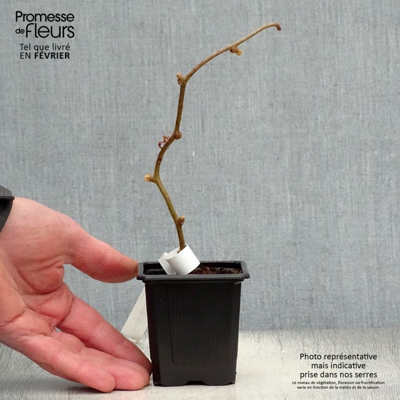 Spécimen de Kiwi femelle - Actinidia deliciosa Monty tel que livré en hiver