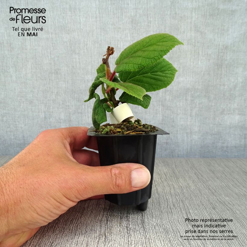 Spécimen de Kiwi femelle - Actinidia deliciosa Monty en godet de 8/9cm tel que livré au printemps