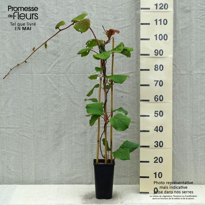 Spécimen de Kiwi femelle - Actinidia deliciosa Monty en pot de 2/3L tel que livré au printemps