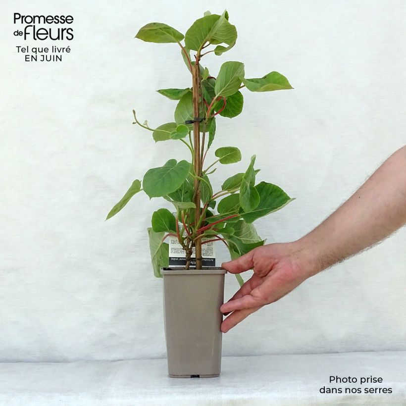 Spécimen de Kiwi jaune Minkimale mâle - Actinidia chinensis Pot de 1,5L/2L tel que livré en été