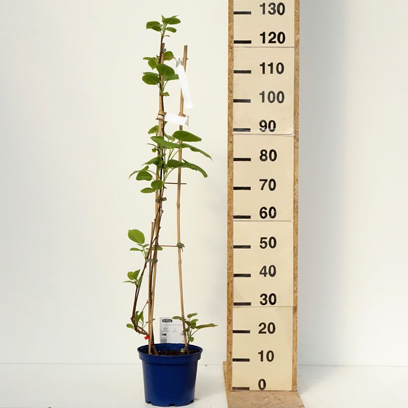 Spécimen de Duo Kiwis jaunes kiw'Happy mâle et femelle réunis dans un pot Pot de 4L/5LHauteur livrée env. 40/+cm tel que livré au printemps