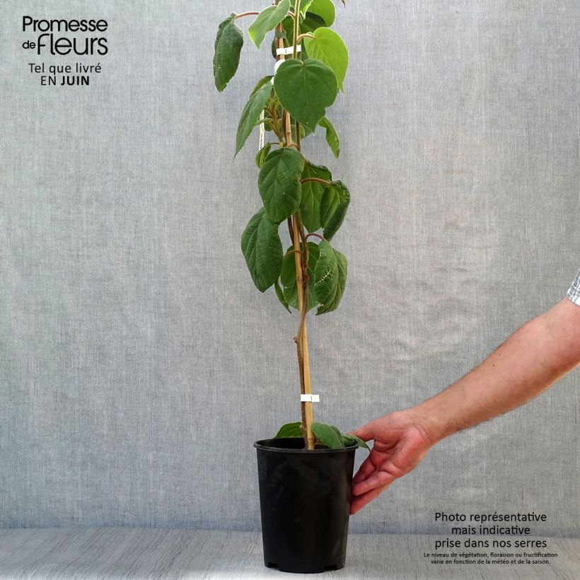 Spécimen de Kiwi mâle - Actinidia deliciosa Belen Pot de 2L/3L tel que livré en été