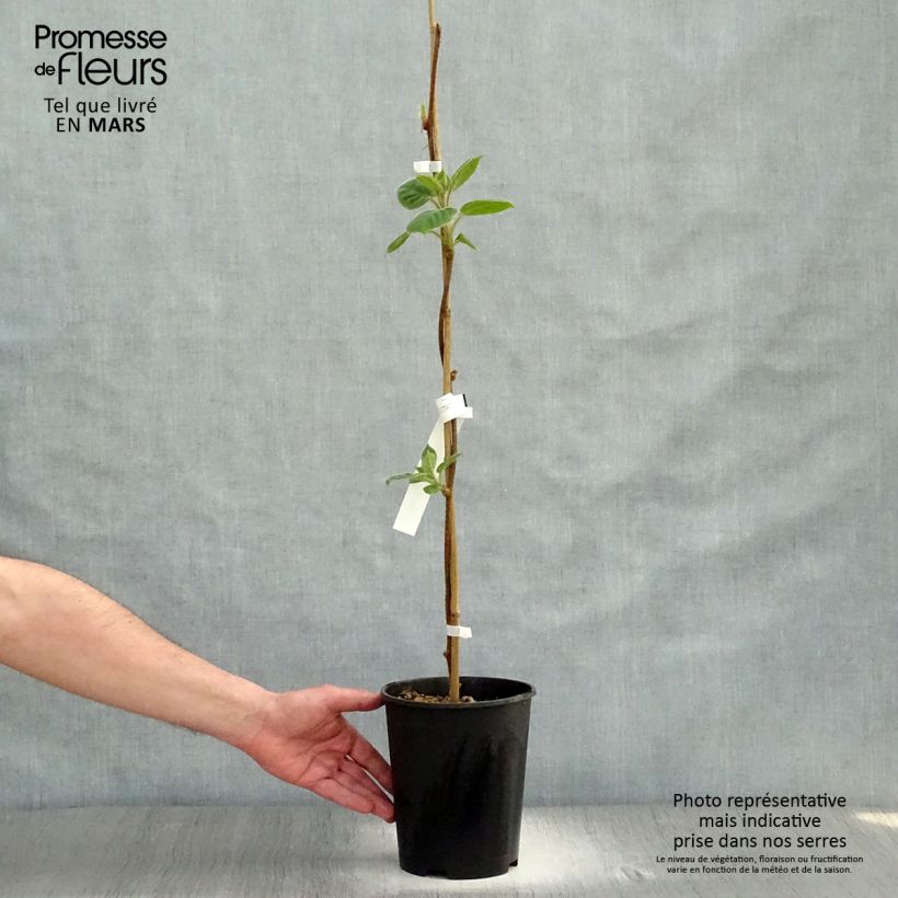 Spécimen de Kiwi mâle - Actinidia deliciosa Belen Pot de 2L/3L tel que livré au printemps