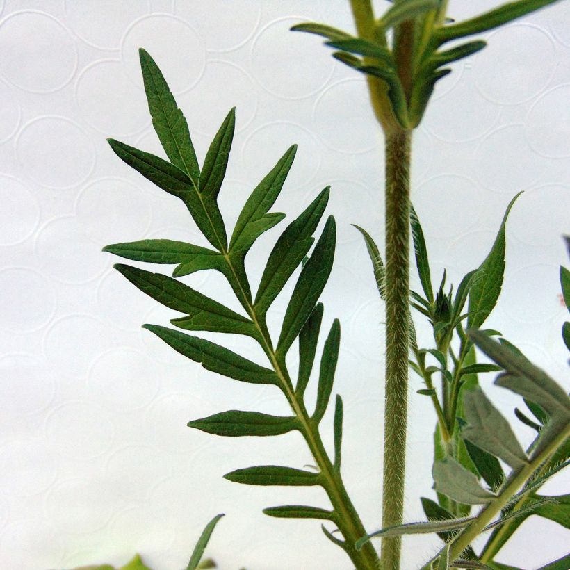 Knautia arvensis - Scabieuse des Champs (Feuillage)