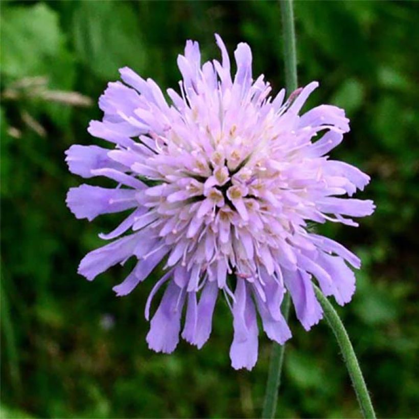 Knautia longifolia (Floraison)