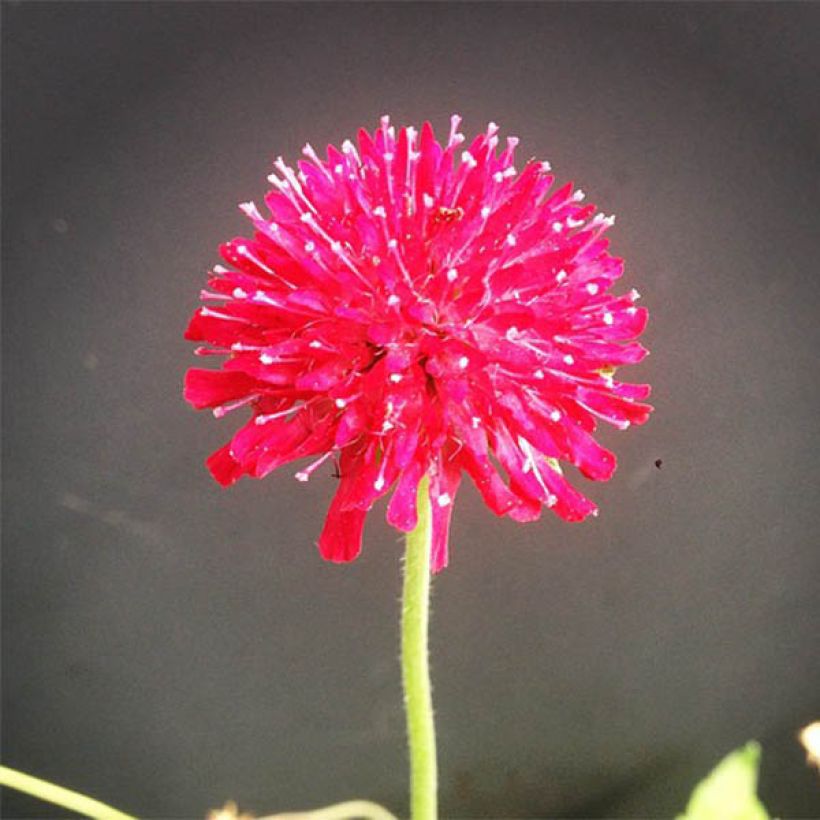 Knautia macedonica Mars Midget - Petite scabieuse (Floraison)