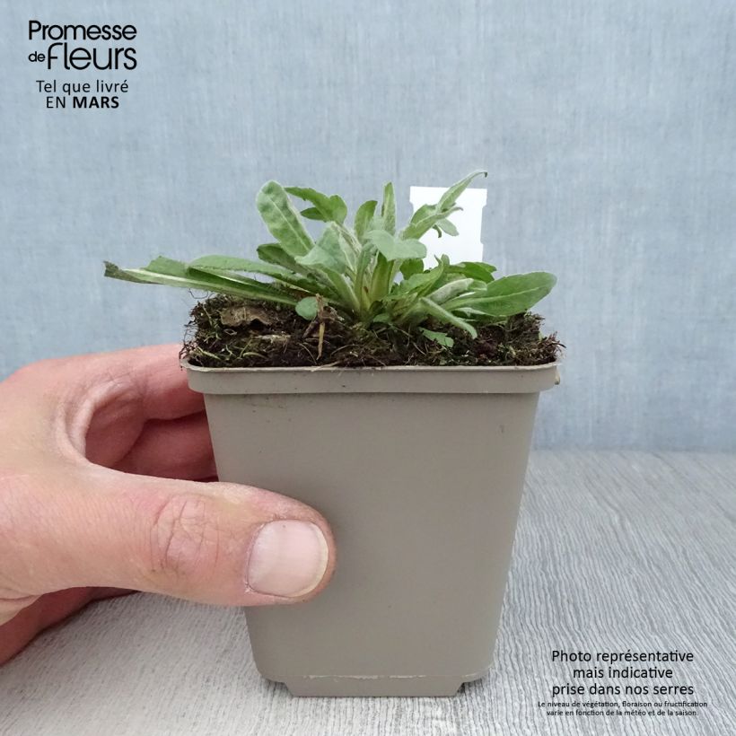 Spécimen de Knautia macedonica Mars Midget - Petite scabieuse Godet de 9cm tel que livré au printemps